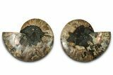 Cut & Polished, Agatized Ammonite Fossil - Madagascar #318104-1